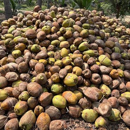 Fresh whole coconuts