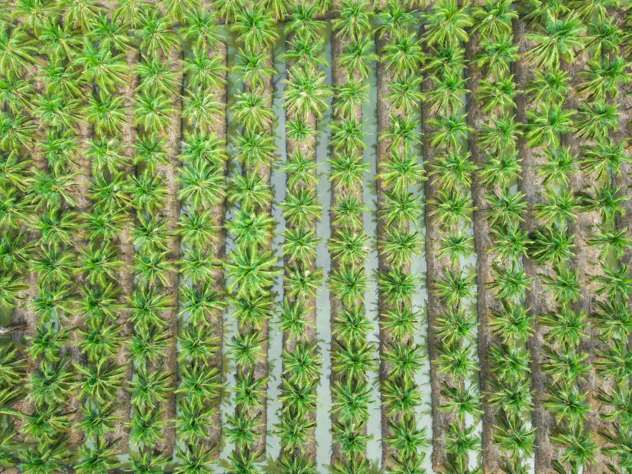 Coconut plantation