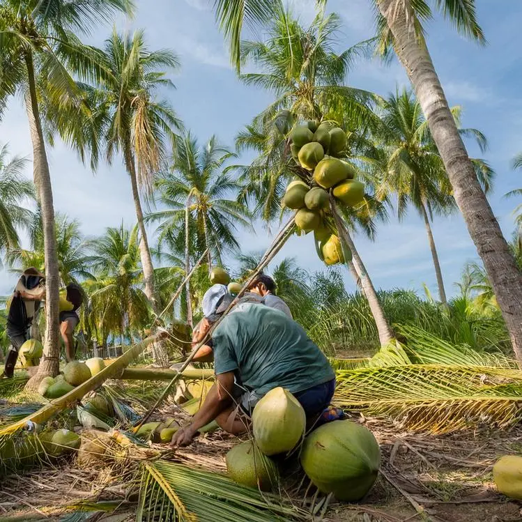 Farm workers harvesting coconuts