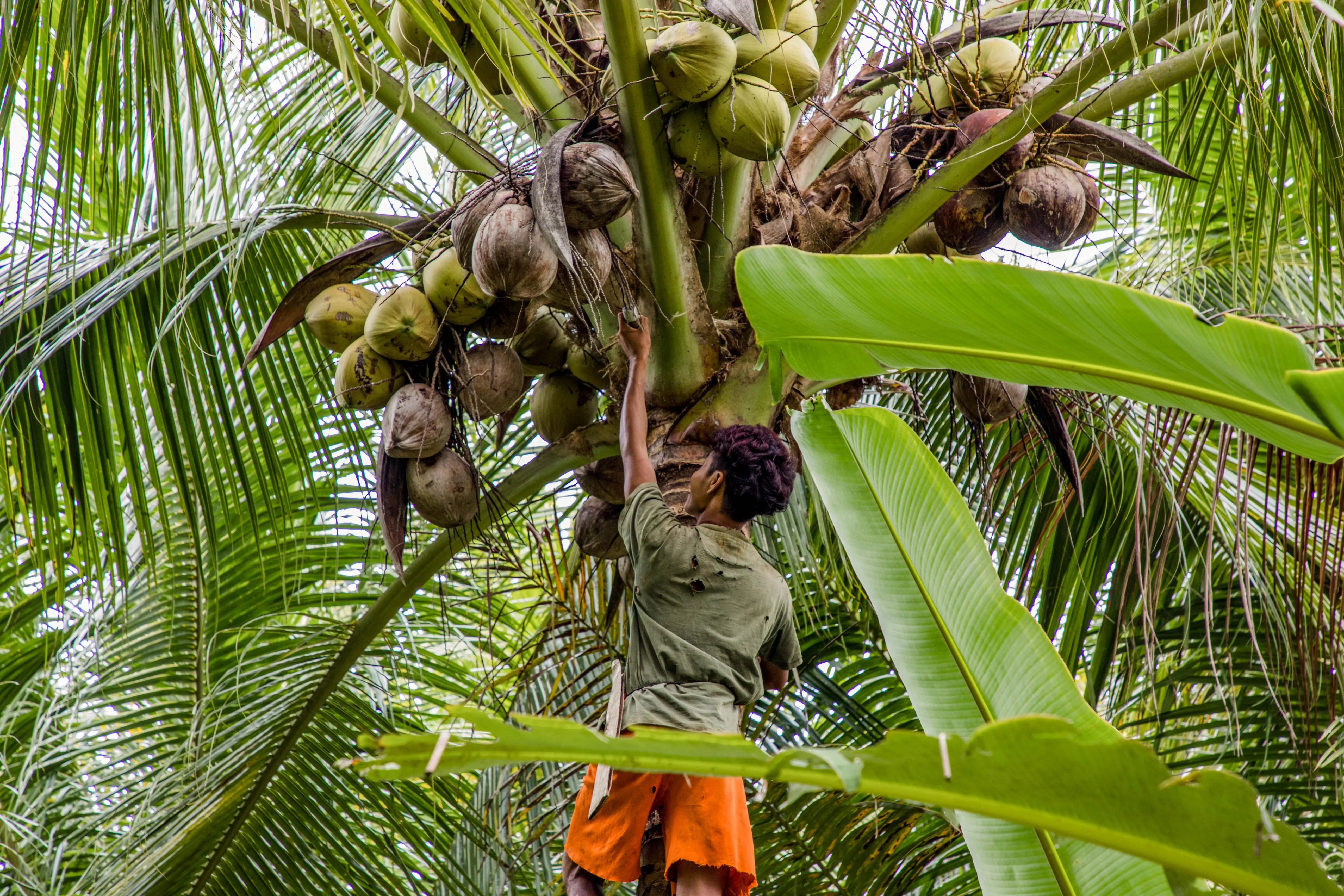 Warehouse storage of coconuts