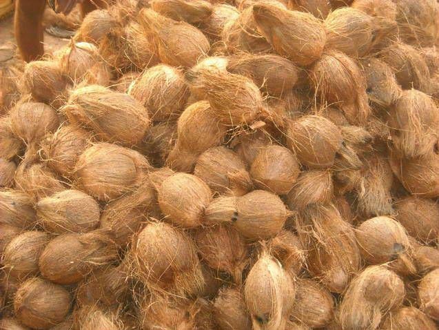 Semi husked coconut ready for export